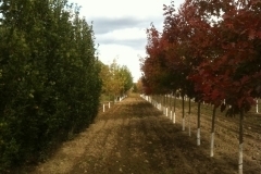Row of trees at Pine Corner.